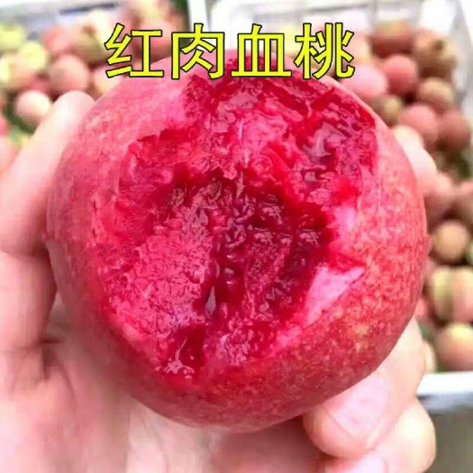平邑县 血桃苗（黄金桃，油桃，黑桃，冬桃，水蜜桃）