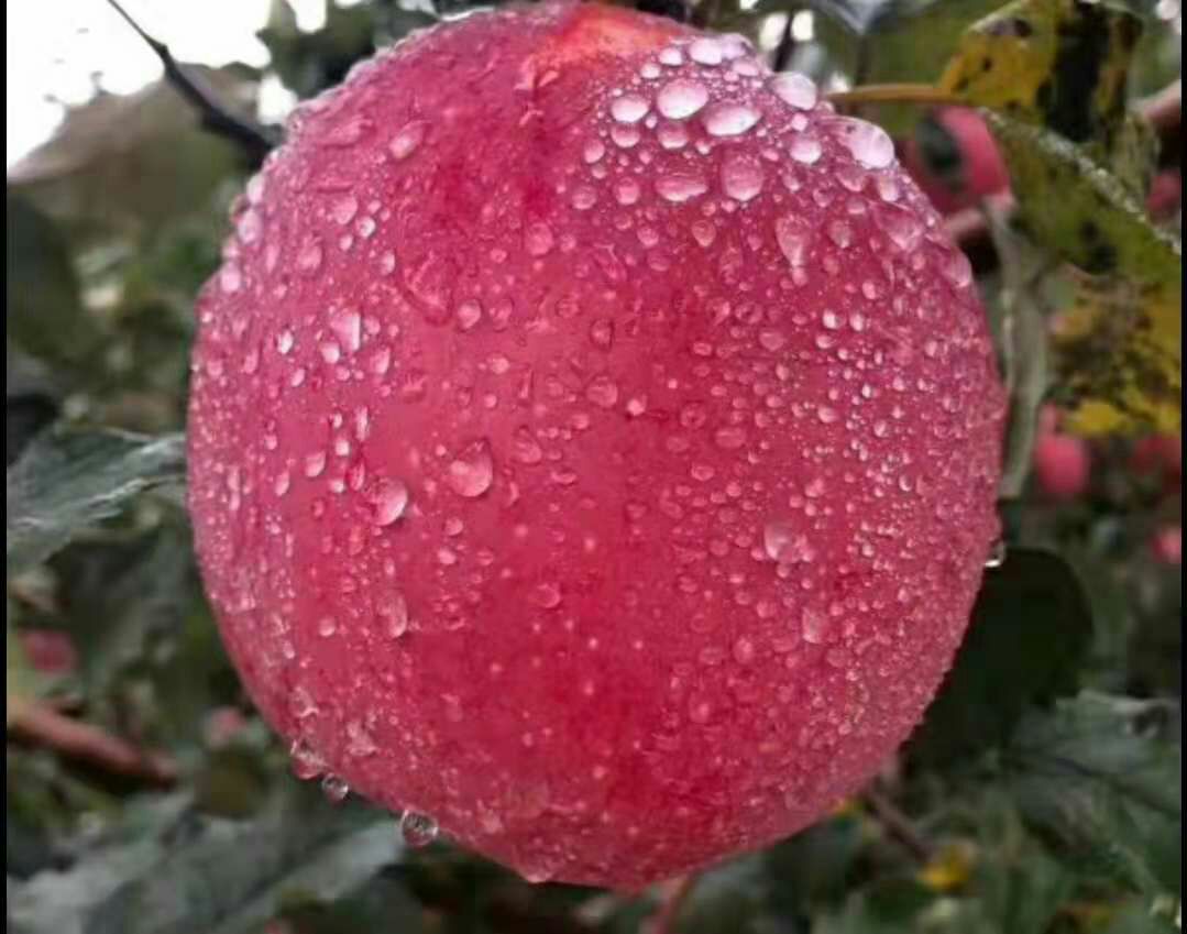  天然绿色苹果