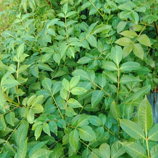 樟树市吴茱萸