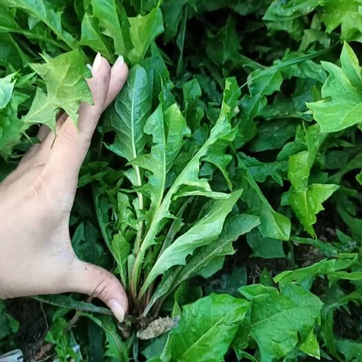 虞城县蒲公英菜 现采摘现发货，保证新鲜