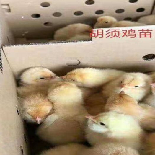 南宁 (三黄胡须鸡苗) 广东三大名鸡之一 24小时疫苗全国发货