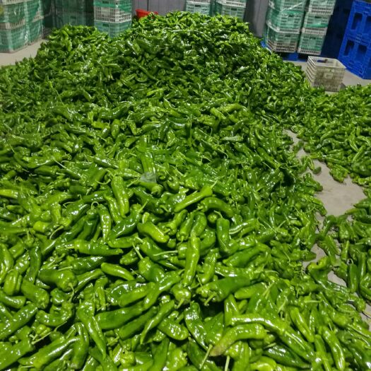 东台市青椒王 大量供应薄皮青椒，上车价每公斤一元，可长期合作，质量保证。