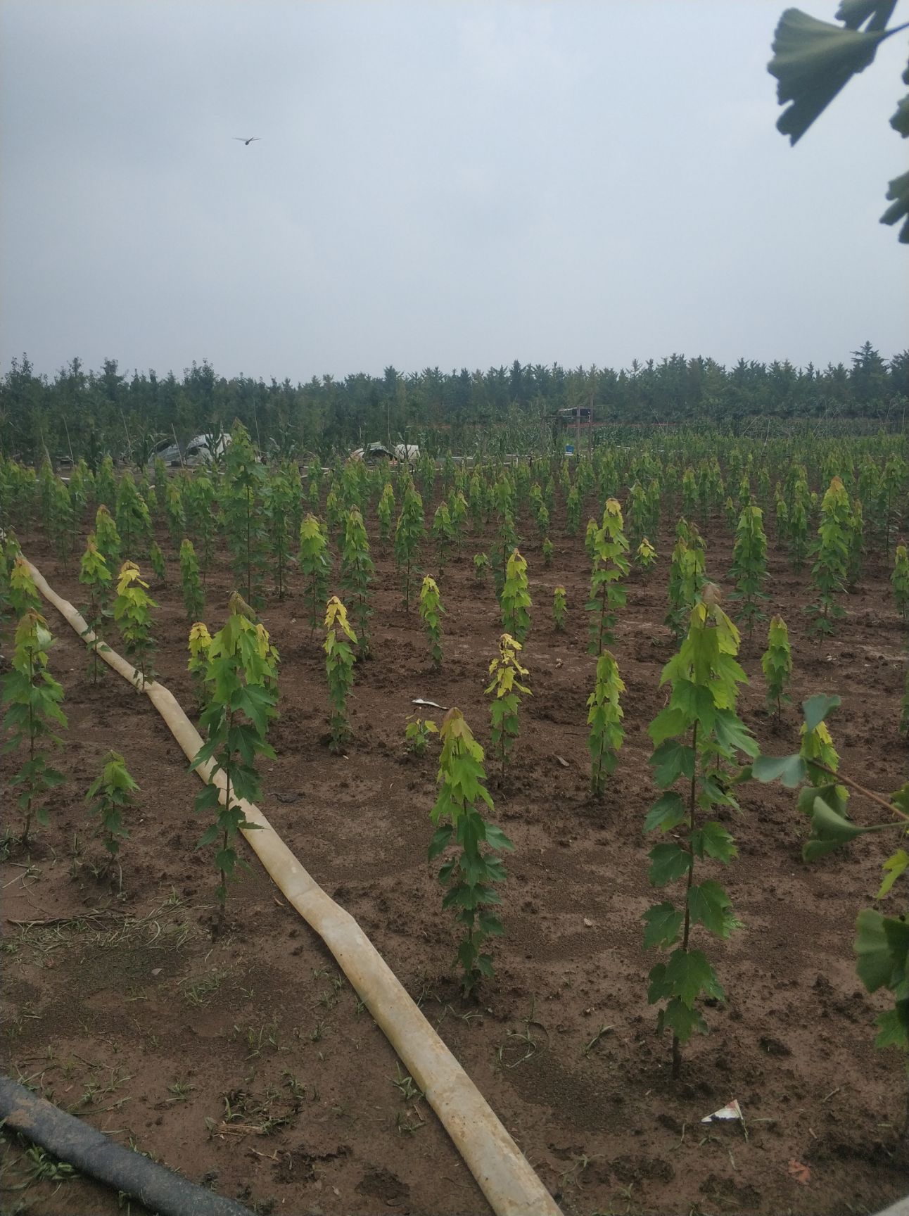 美国红枫红冠，高度树苗红冠红枫，枫树小苗，彩叶树苗，红冠树苗