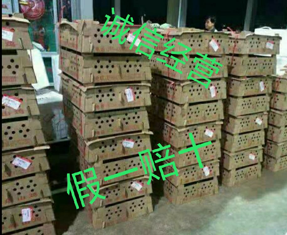  瑶鸡苗 红瑶鸡苗出壳疫苗包活到家，母苗3斤半，公苗4-5斤