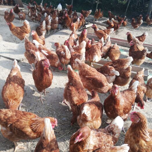 陆丰市 自家养的土鸡蛋   营养丰富  香味可口