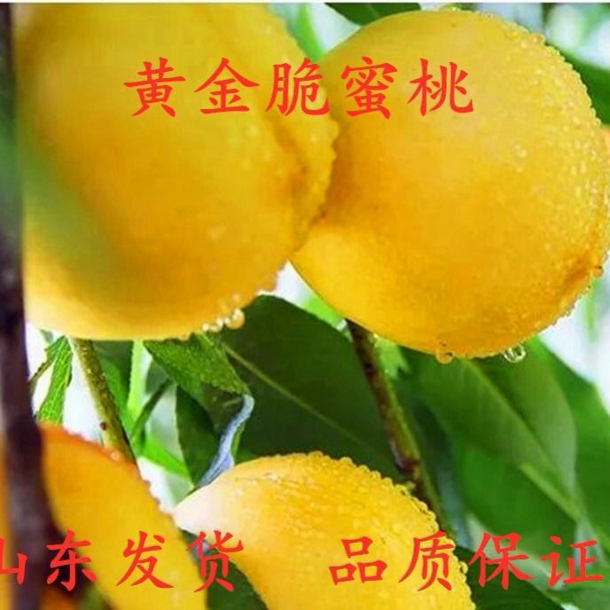  桃树苗血桃黑桃黄桃早熟晚熟嫁接桃苗南方北方种植果树苗