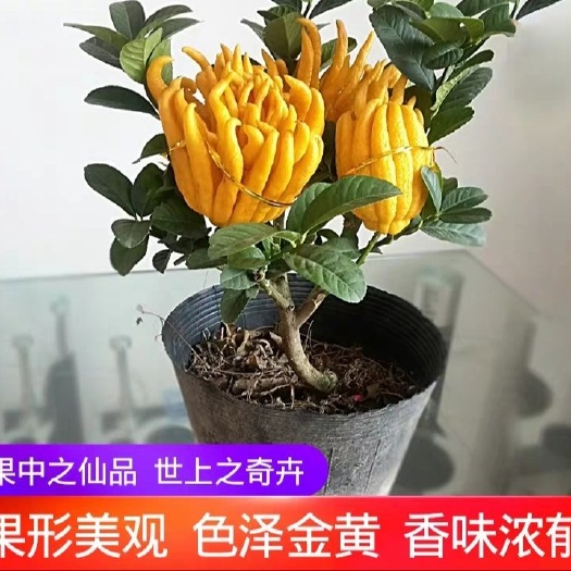 平邑县佛手苗  盆栽地栽花卉苗优质苗木
南北方均可种植