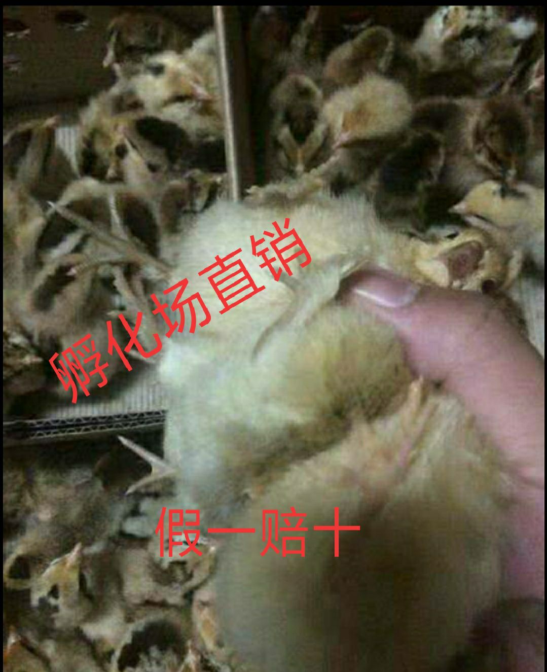  瑶鸡苗 红瑶鸡苗出壳疫苗包活到家，母苗3斤半，公苗4-5斤