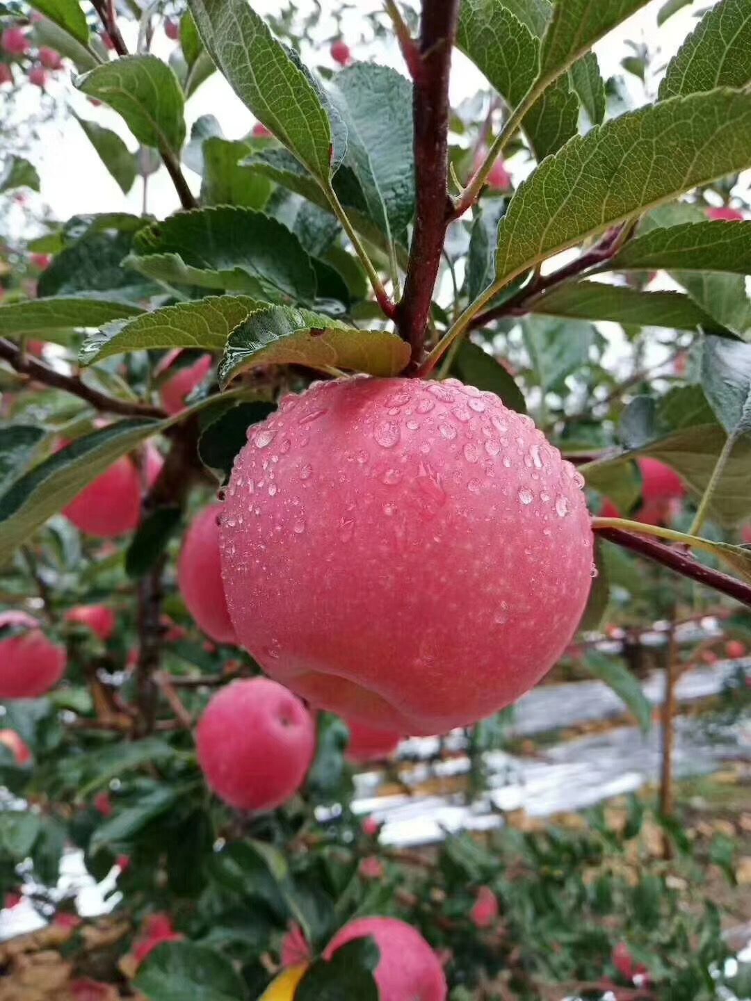 洛川苹果，自家果园，现摘现卖