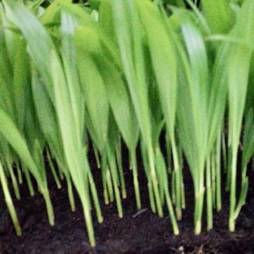 散尾葵   观叶植物大盆栽小盆栽都可适用 基地直销