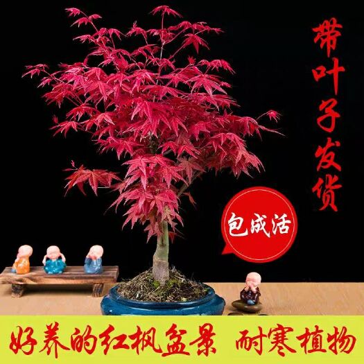 平邑县 美国红枫苗盆栽