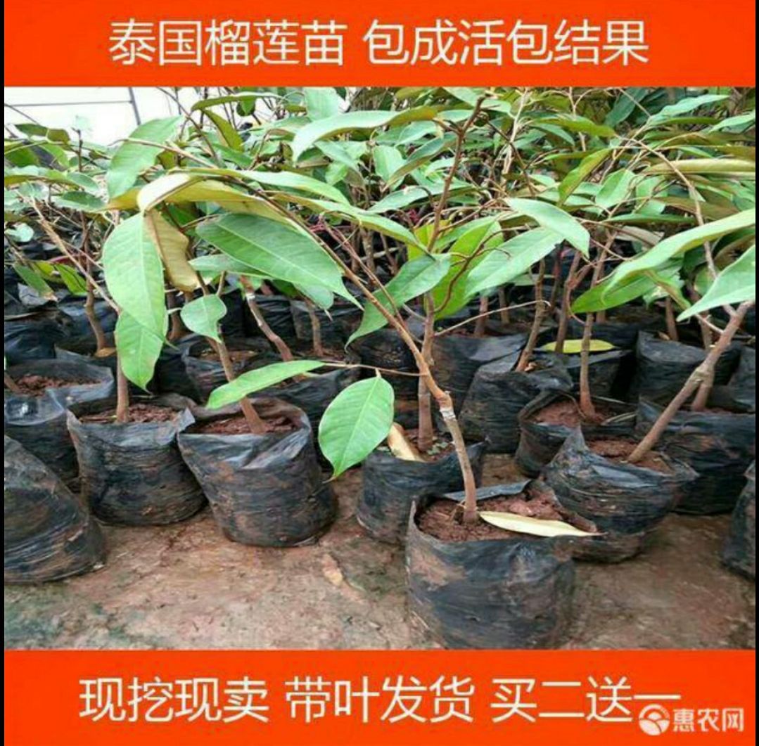 榴莲苗泰国金枕头榴莲树苗嫁接猫山王榴莲果树黄肉红肉榴莲