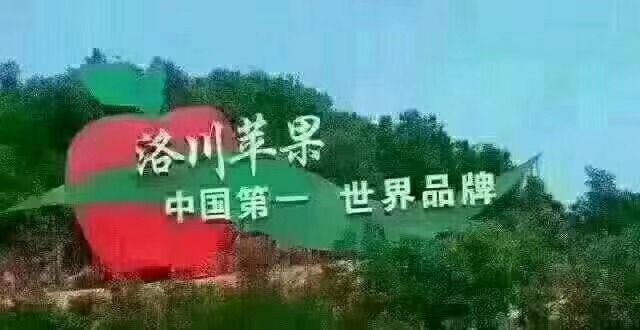  洛川苹果，自家果园，现摘现卖