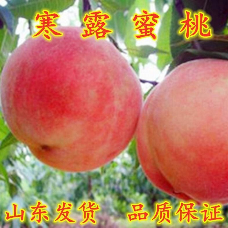  桃树苗血桃黑桃黄桃早熟晚熟嫁接桃苗南方北方种植果树苗
