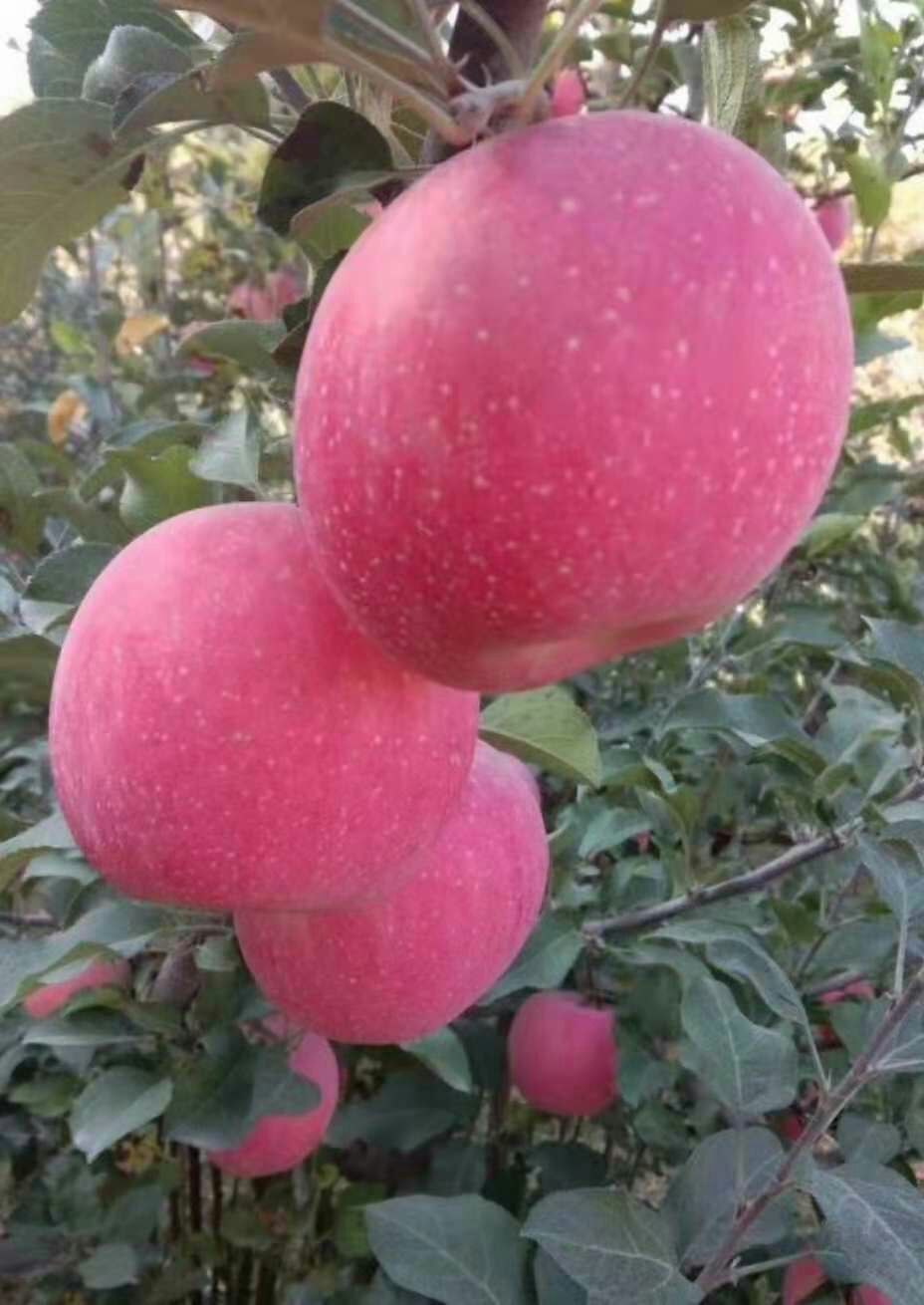  天然绿色苹果