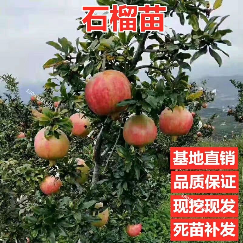 突尼斯软籽石榴树苗 突尼斯软籽石榴苗