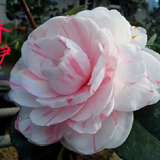 漳平市 名贵品种茶花：乔伊 16杯带花苞产地发货快递包邮