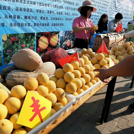遂平县 专业出售新品种桃树苗，全程免费技术指导