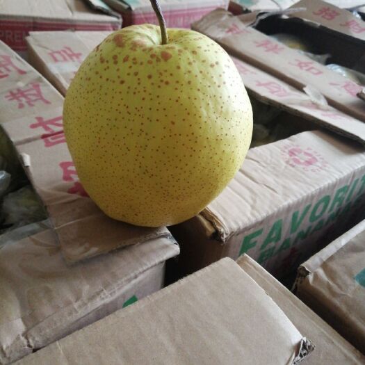 高阳县 自己家种的雪花梨，一共4万斤左右，