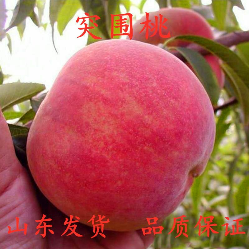  桃树苗血桃黑桃黄桃早熟晚熟嫁接桃苗南方北方种植果树苗