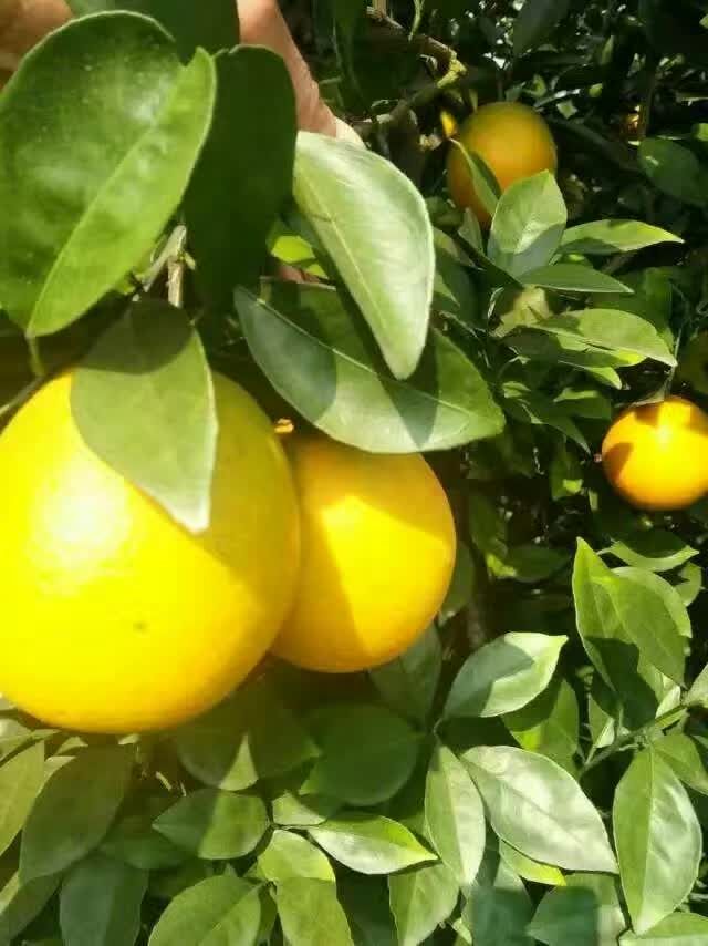  宗旨赣南脐橙