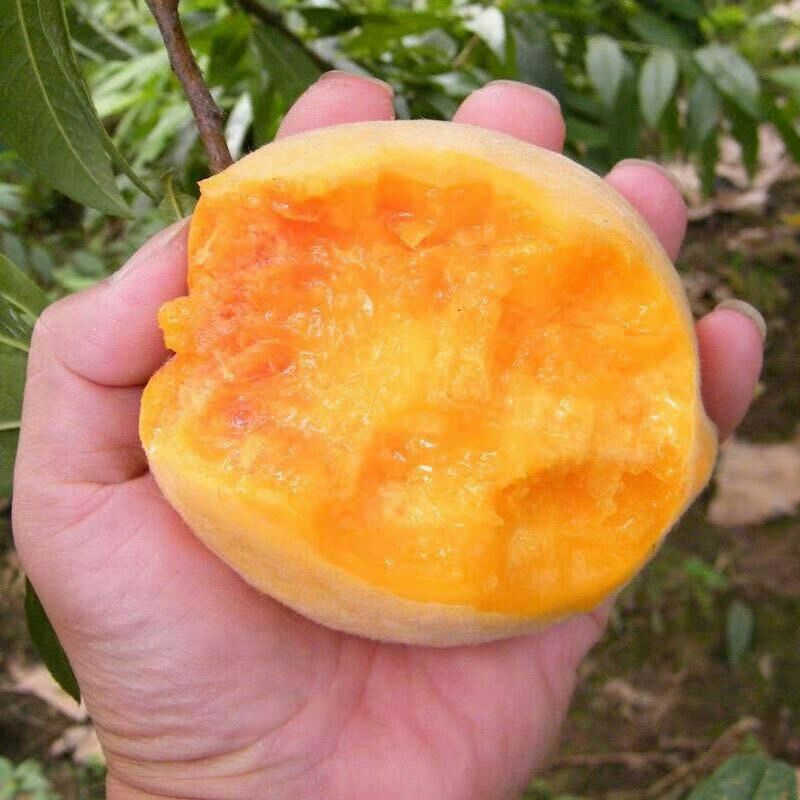  桃树苗血桃黑桃黄桃早熟晚熟嫁接桃苗南方北方种植果树苗