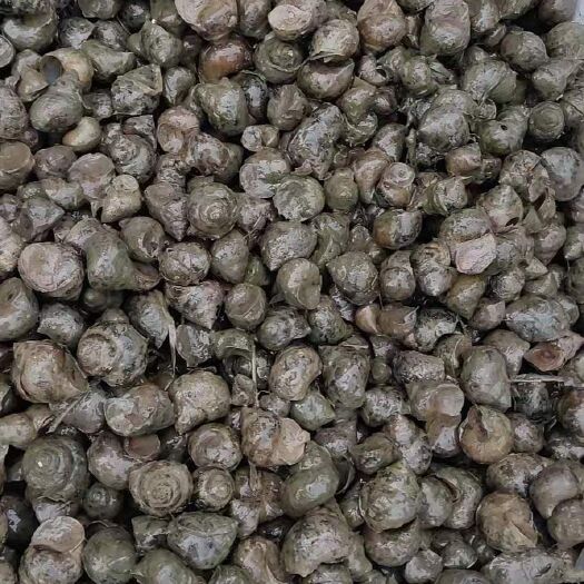 监利市 石螺田螺一手货，保证质量，保证新鲜