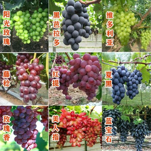 平邑县夏黑葡萄苗 巨峰葡萄树苗爬藤盆栽地栽无籽葡萄树苗庭院南北方种植苗