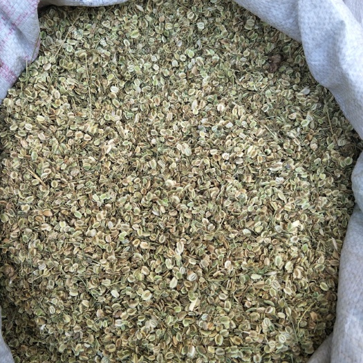 亳州白芷种子  中药材 白芷籽 白芷种苗基地纯新两年种子一手货源