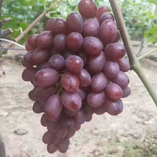 邯郸克伦生葡萄  邯郸葡萄蔬菜大量上市品种多了