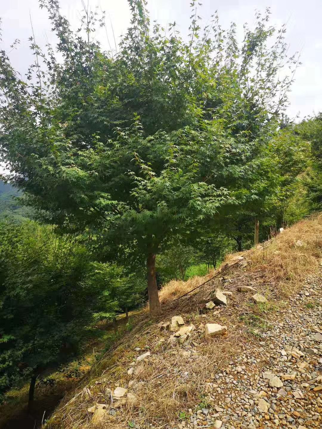  槭树 鸡爪槭地径9cm