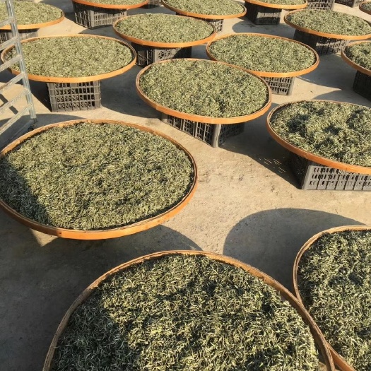 福鼎市 福鼎白茶