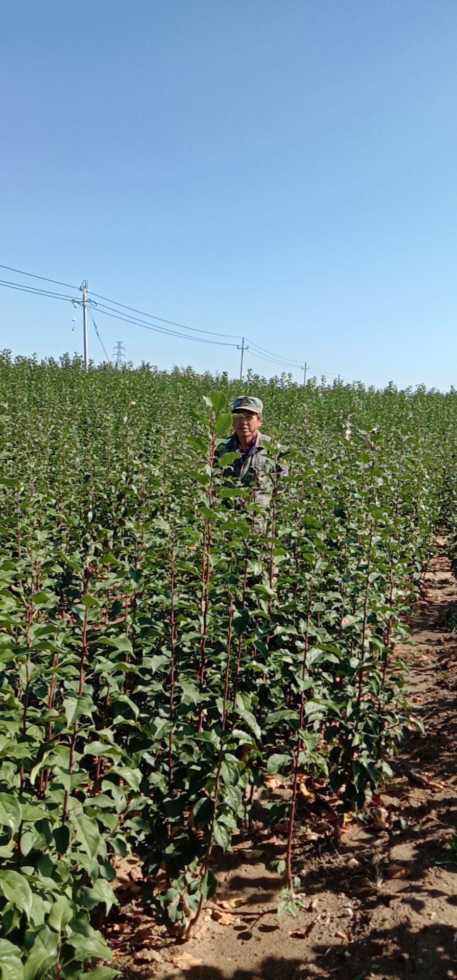  八梭海棠树独杆o8一2米