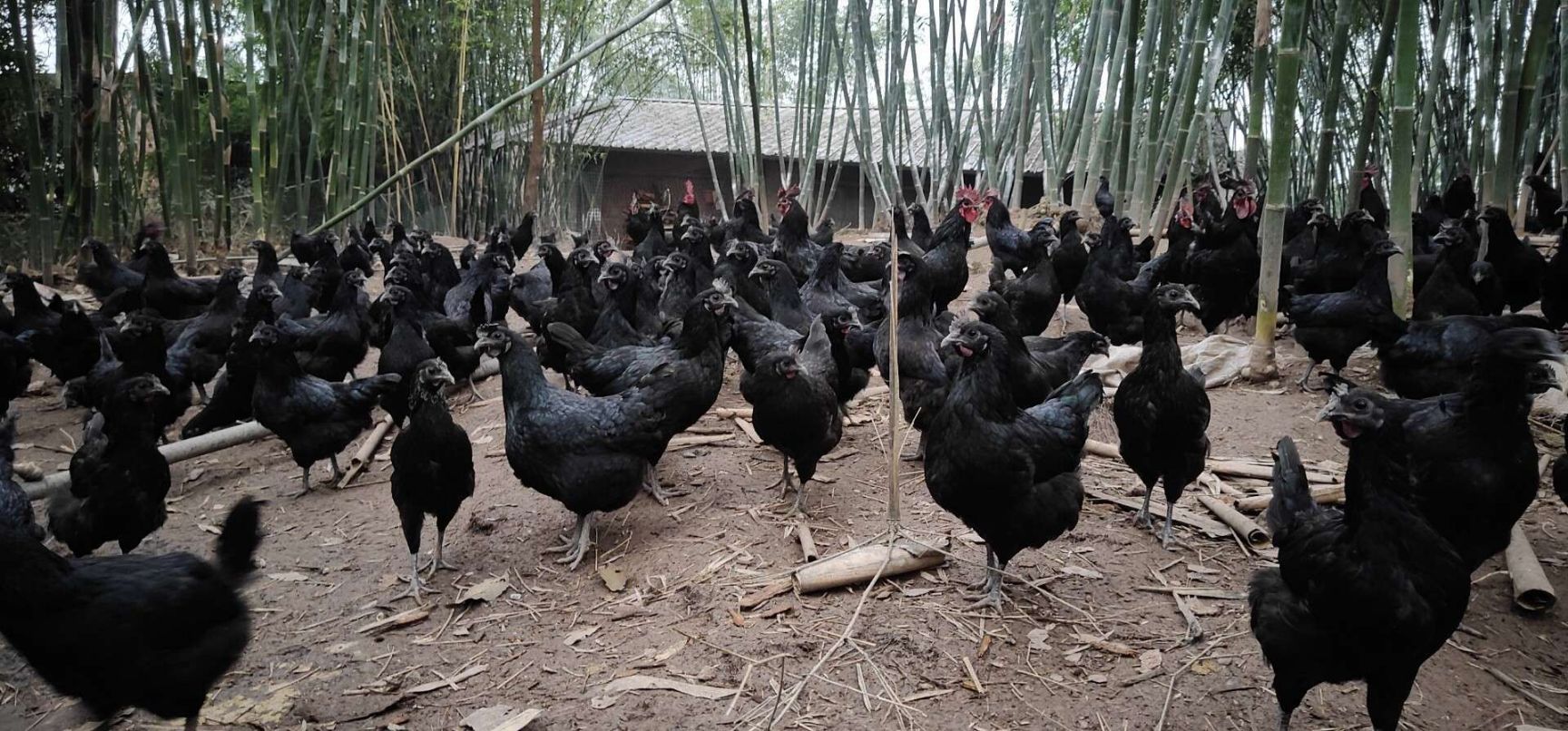 农家土鸡五黑一绿鸡蛋绿壳蛋乌骨鸡蛋