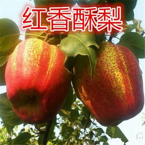 平邑县 梨树苗嫁接苗果树苗黄金梨盆栽地栽苗南方北方种植当年结果苗