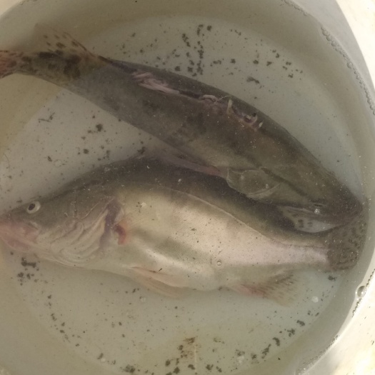 徐州翘嘴鳜 全部饵料鱼自然生长，品质保证，自然生态。