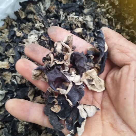 沛县 微山湖水浇养的好木耳。采先天之灵气，采天地之集华于一身。一