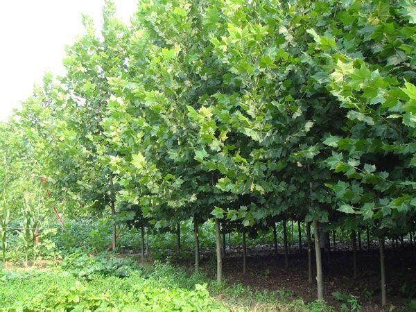 魏县 邯郸魏县出售法国梧桐600余棵