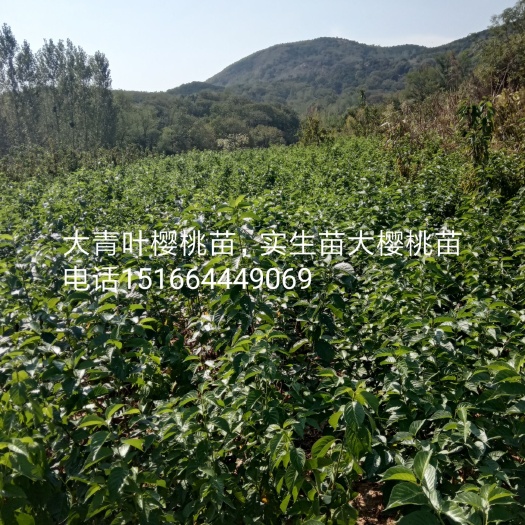 五莲县甜樱桃苗