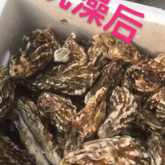 唐山大连生蚝 精捡渤海湾生蚝8毛一斤