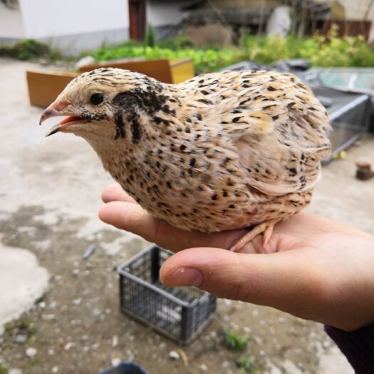 漳平市莎维麦脱肉鹑 法国沙维肉鹑非洲黑白沙维法巨种蛋种鸟