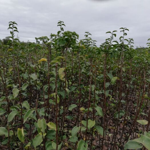 苍溪县翠冠梨苗 品种纯正，苗粗，根系发达，无病虫害
