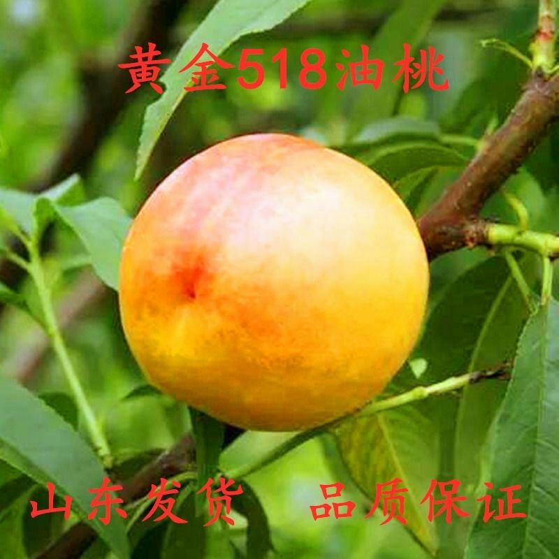  桃树苗血桃黑桃黄桃早熟晚熟嫁接桃苗南方北方种植果树苗