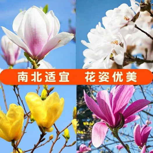 平邑县 红玉兰花（红玉兰，白玉兰，黄玉兰，粉）盆栽地栽南北适中种
