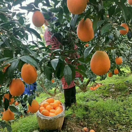 秭归县长虹脐橙 脐橙