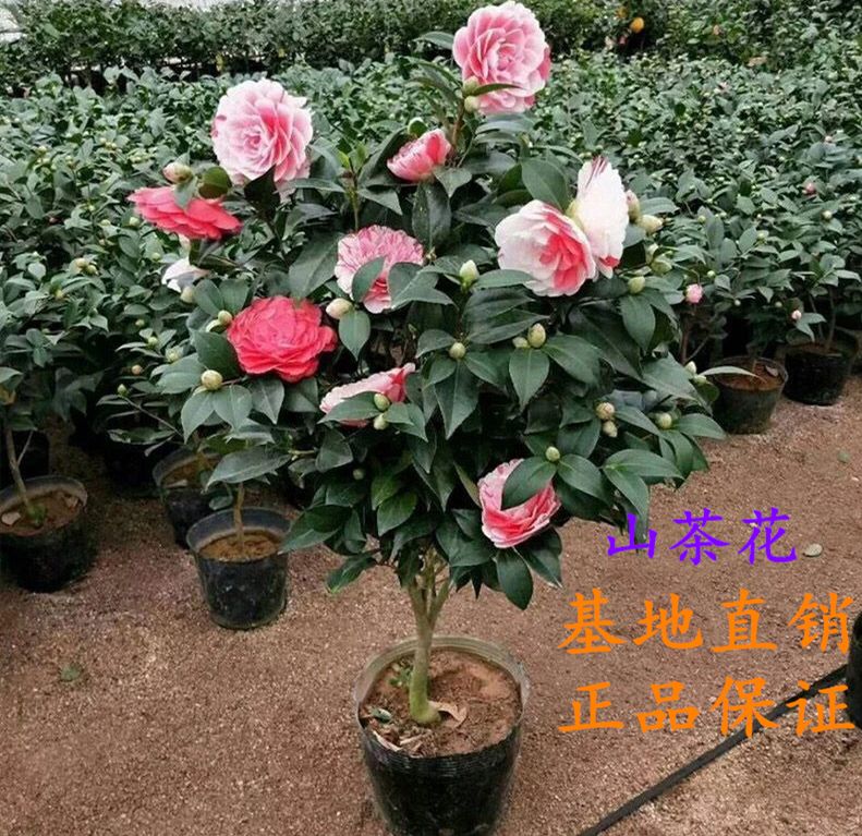 茶梅 30~50cm