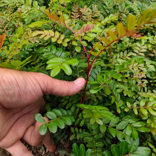 保山清香木苗，优良品种