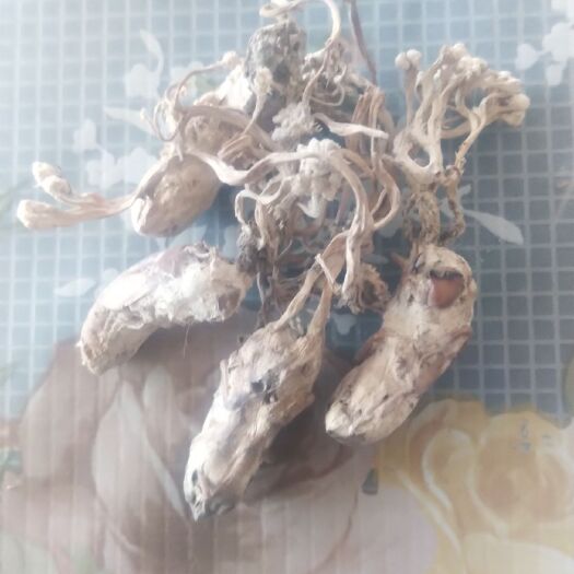 太湖县 纯金蝉花