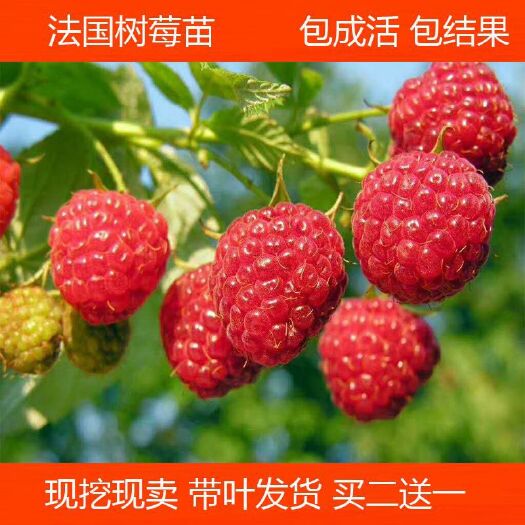 灵山县 法国树莓苗