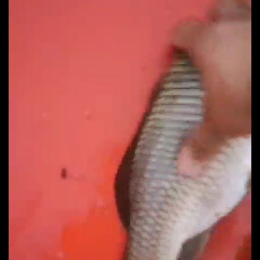 中牟县 出售湘云鲫